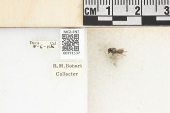 Media type: image;   Entomology 771537 Aspect: Labels